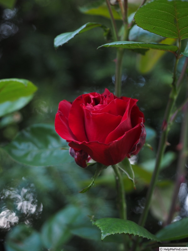 'Santana (climber, Tantau, 1985)' rose photo