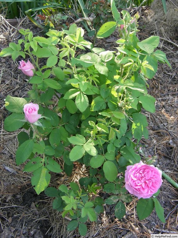 'Comte de Chambord - in commerce (possibly 'Mme Boll')' rose photo