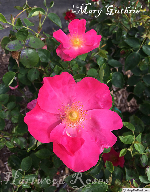 'Mary Guthrie' rose photo