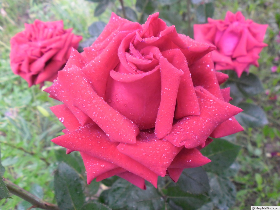 'Rouge Adam ®' rose photo