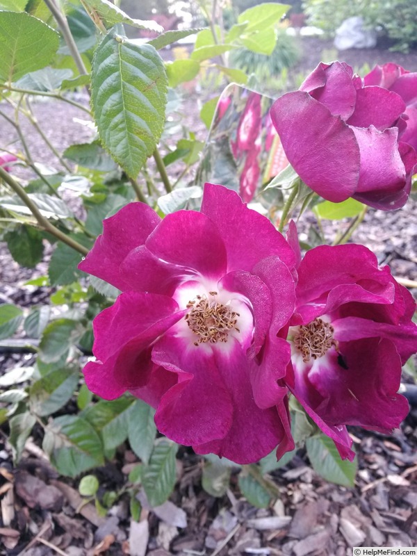 'Sultry Sangria ™' rose photo
