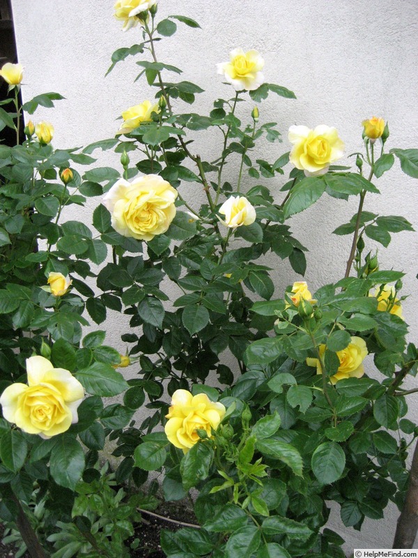 Роза чайнатаун фото и описание