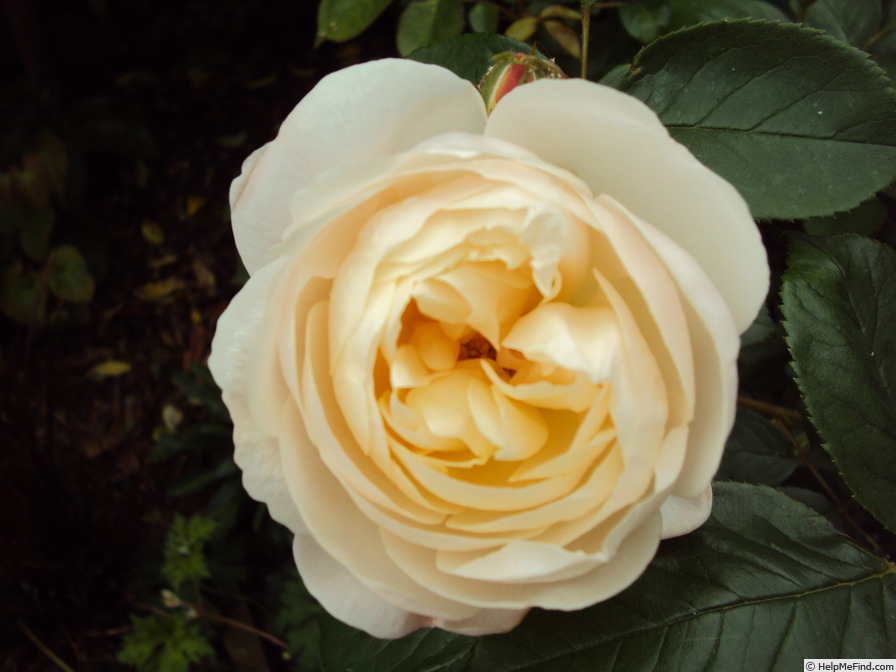 'Desdemona ® (Shrub, Austin 2015)' rose photo