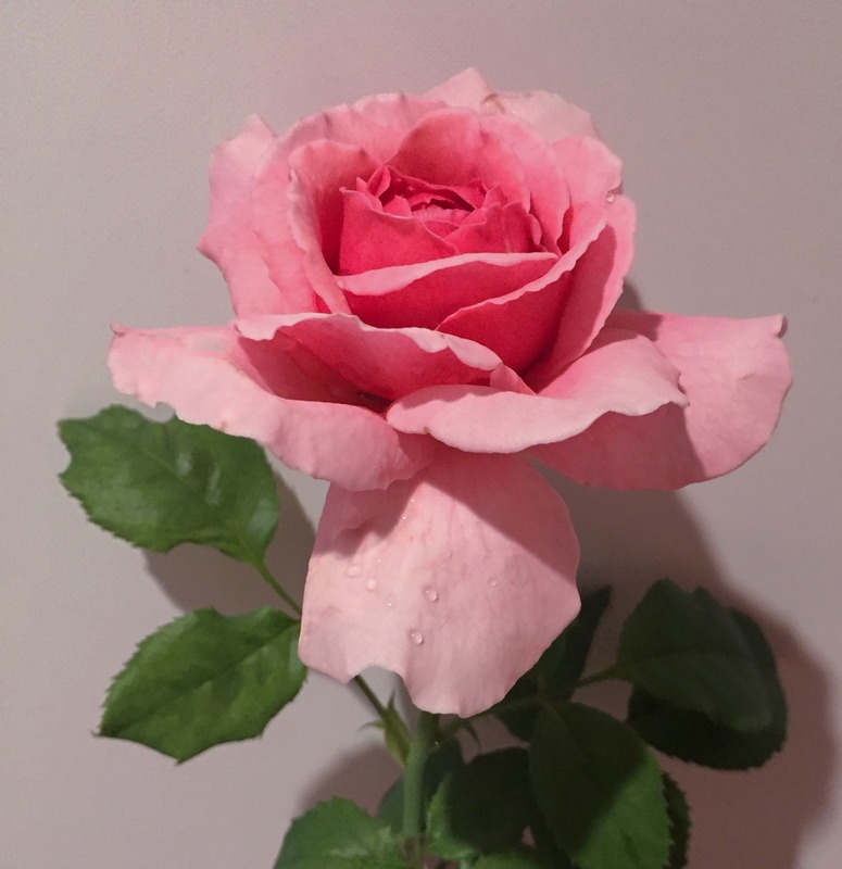 'Princess Alexandra of Kent' rose photo