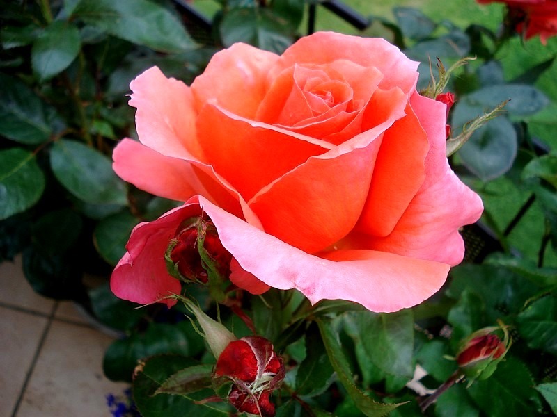 'Anne Vanderlove ®' rose, click to enlarge 'Anne Vanderlove ®' rose photo