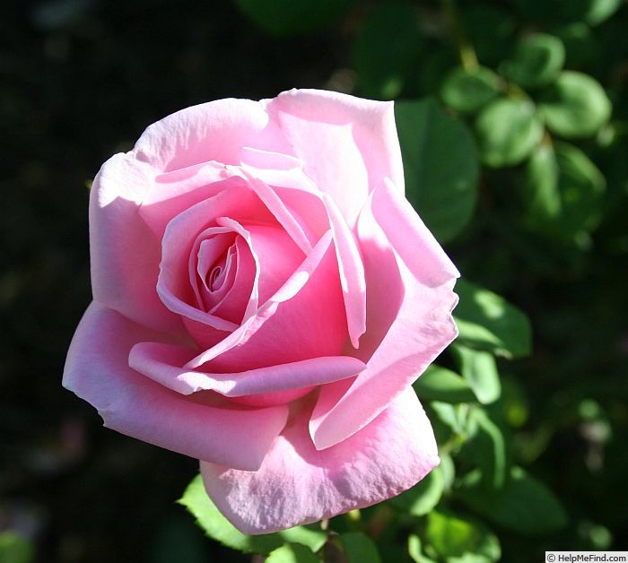 'Arcadia' rose photo