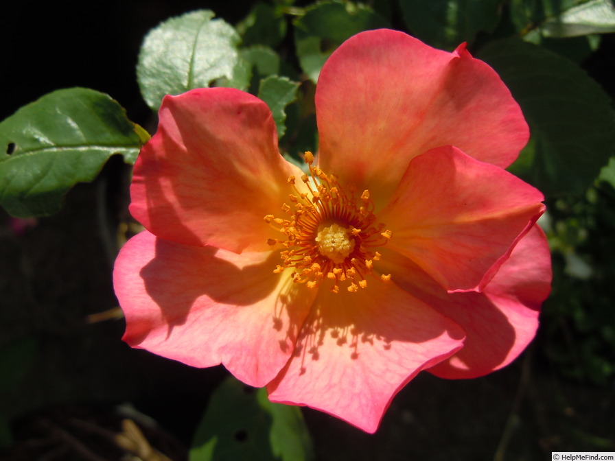 'Yann Arthus-Bertrand ®' rose photo