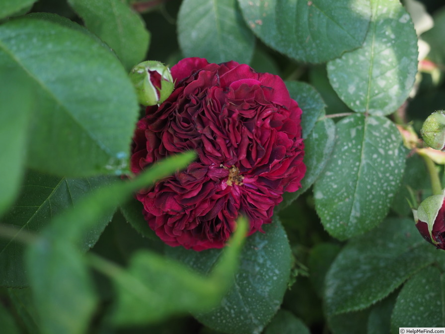 'Fosca ®' rose, click to enlarge 'Fosca ®' rose photo
