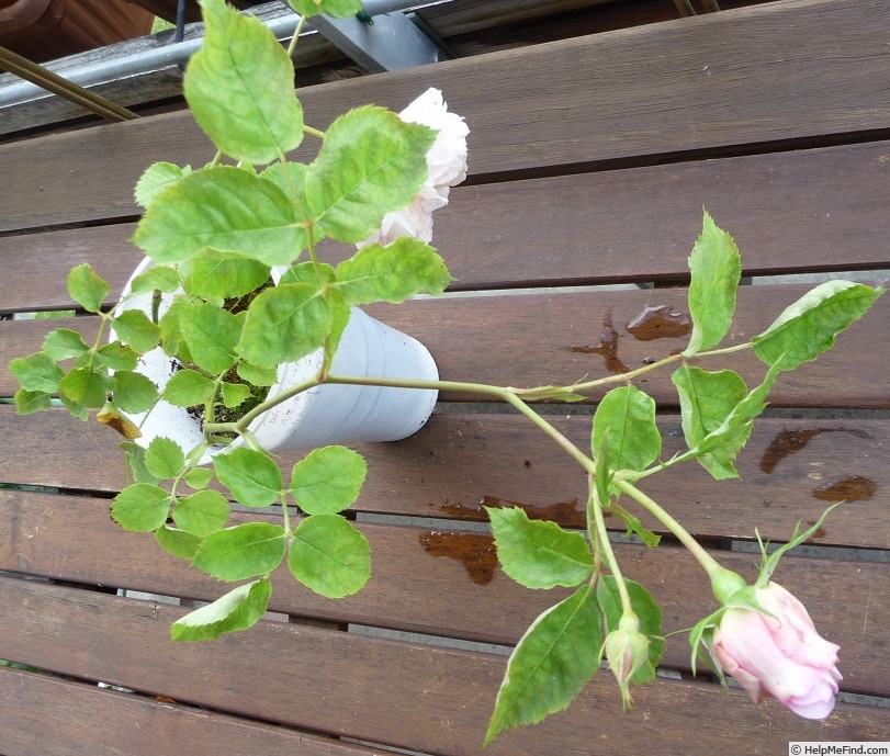 'Schönberg' rose photo