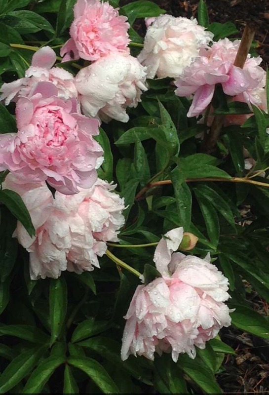 'Walter Faxon' peony photo