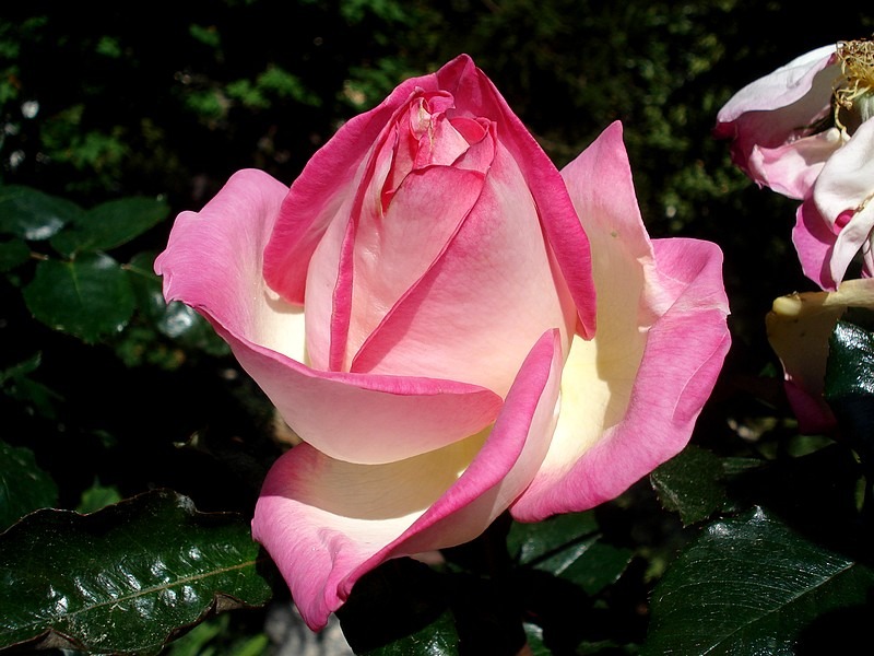 'Princesse Grace de Monaco' rose photo