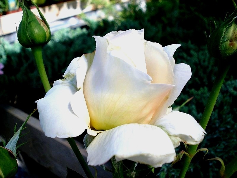 'Elvis ® (hybrid tea, Adam, 2004)' rose photo