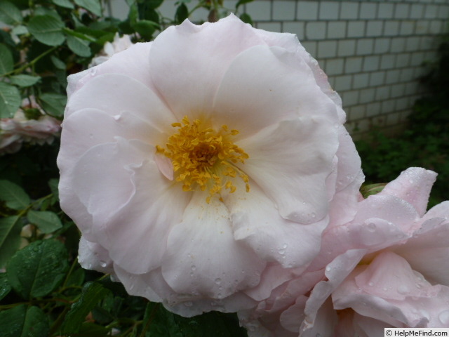 'Fritz Nobis' rose photo