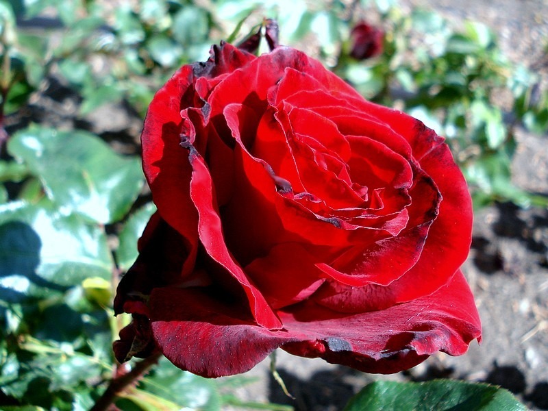 'Cardinal Song ™' Rose