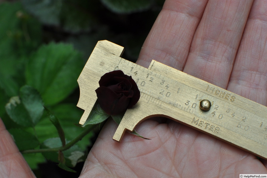 'Black Jack ™ (miniature, Williams, 1983)' rose photo