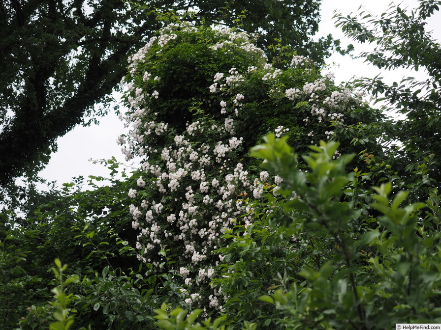 'Paul's Himalayan Musk Rambler' rose photo