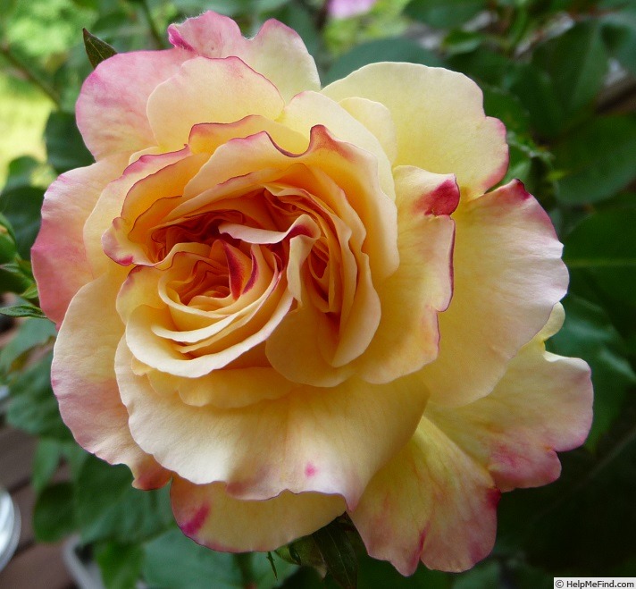 'Chanson de Roland ®' rose photo