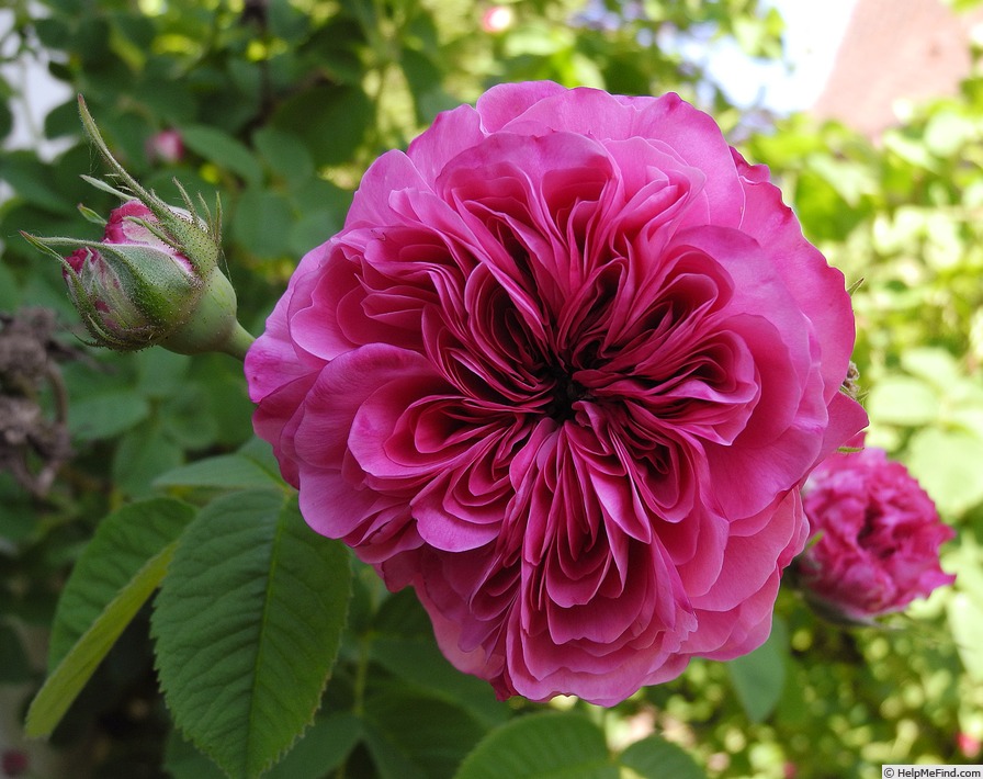 'Duc de Cambridge (damask, Laffay, 1840)' rose photo