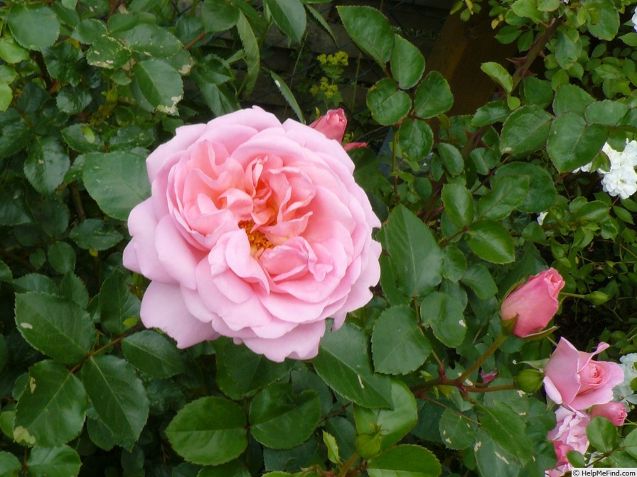 'Lummerland' rose photo