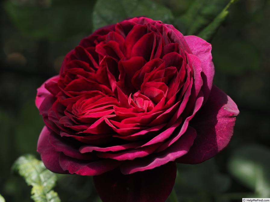 'Astrid Gräfin von Hardenberg' rose photo