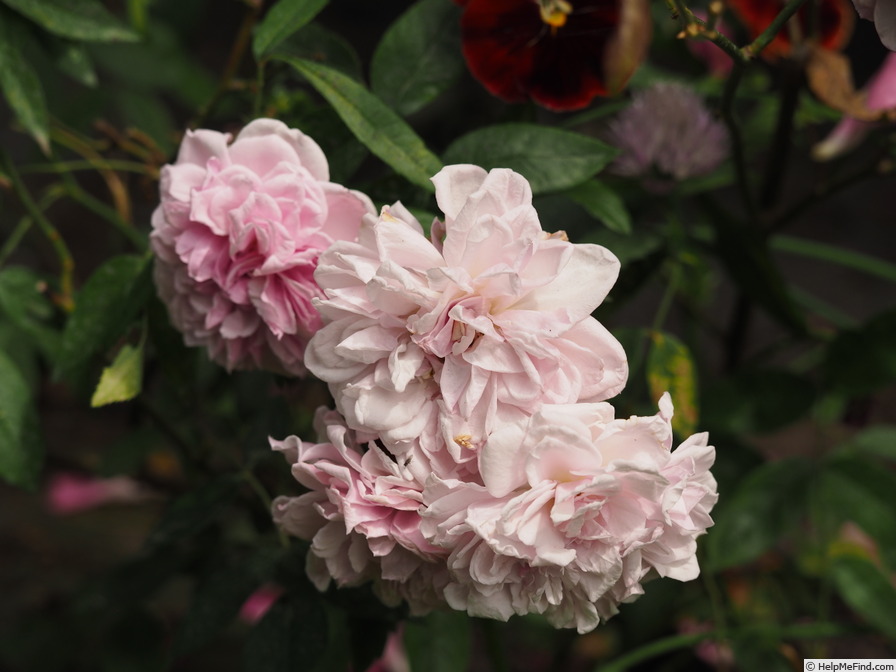'Annie Laurie McDowell' rose photo