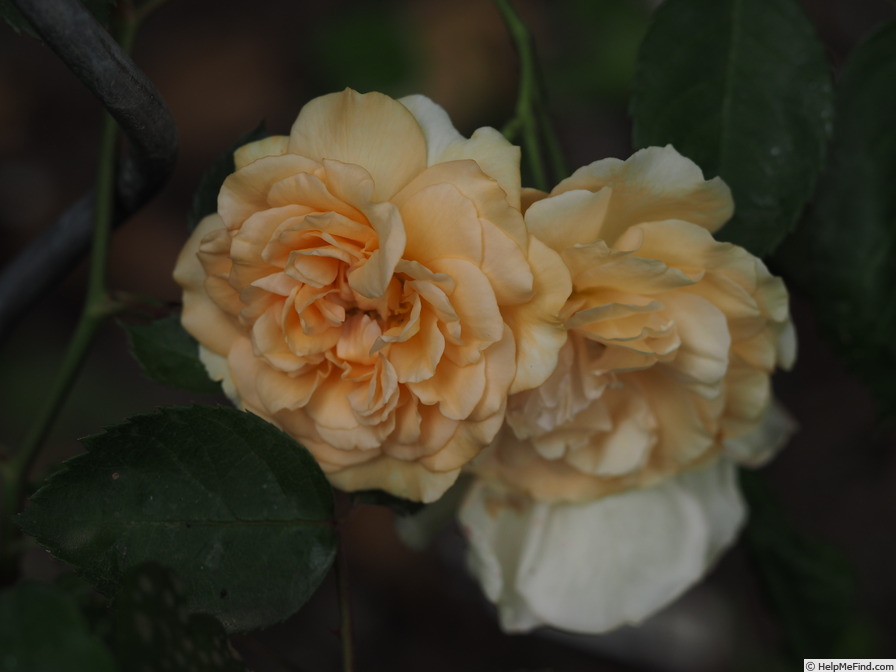 'Buff Beauty (Hybrid Musk, Bentall, 1939)' rose photo