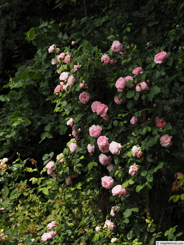 'Constance Spry' rose photo