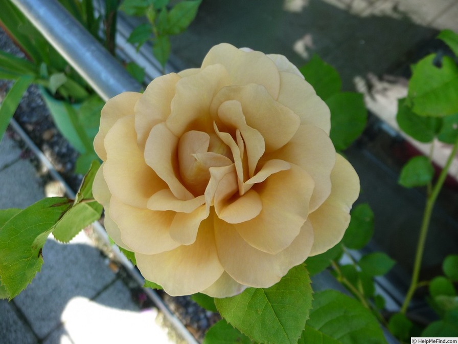 'Rehbrunnen' rose photo