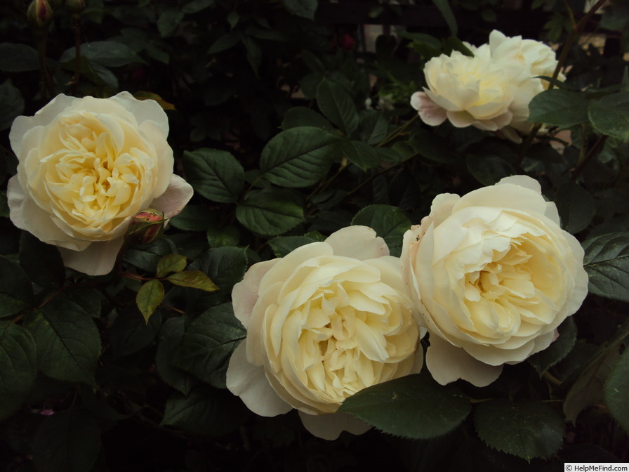 'Desdemona ® (Shrub, Austin 2015)' rose photo