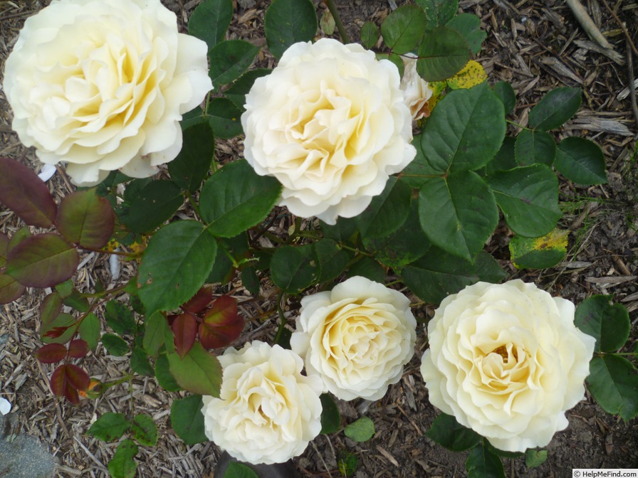 'Sunlit Yellow' rose photo