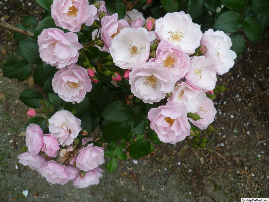 'Utopia ® (floribunda, Delbard 2012)' rose photo