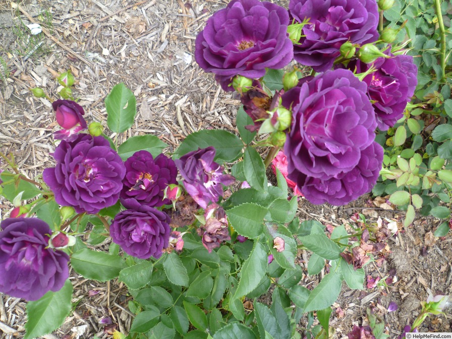 'Midnight Blue ™' rose photo