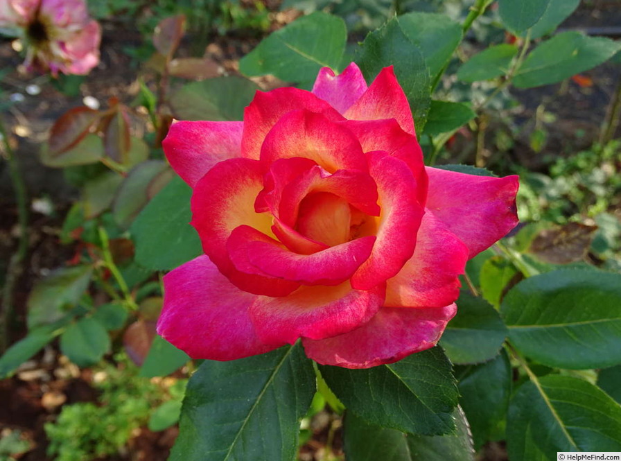 'Rainbow Sorbet ™' rose photo