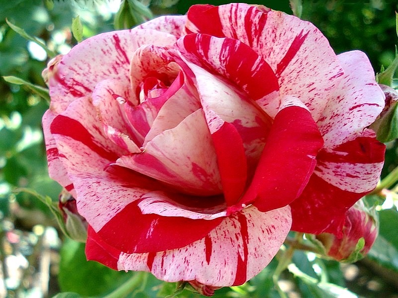 'Anniversaire' rose, click to enlarge 'Anniversaire' rose photo