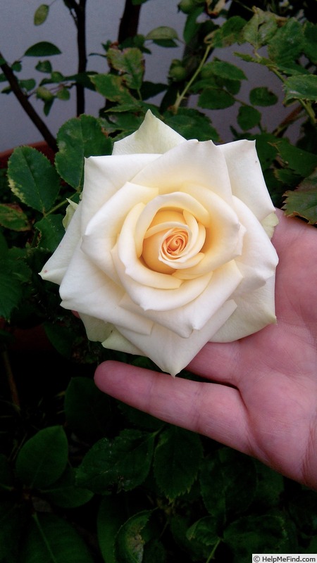 'Honora Hit ®' rose photo