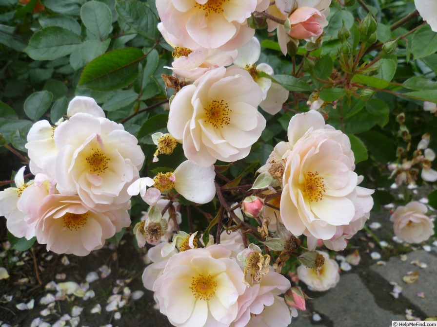 'Rock 'n' rose ®' rose photo