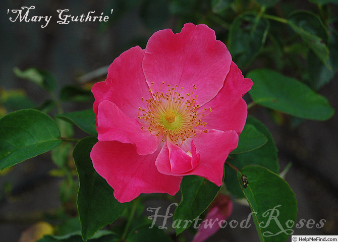 'Mary Guthrie' rose photo