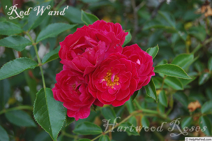 'Red Wand' rose photo