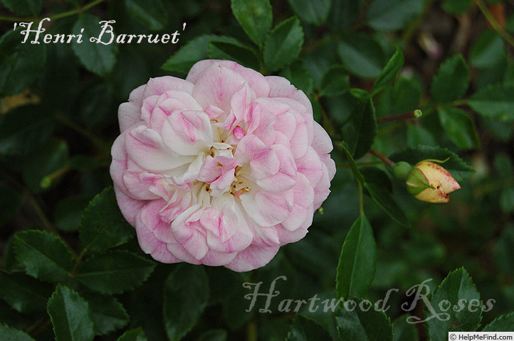 'Henri Barruet' rose photo