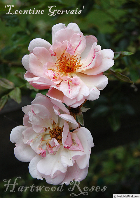 'Léontine Gervais' rose photo