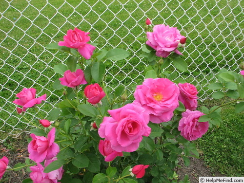 'Thomas Affleck' rose photo