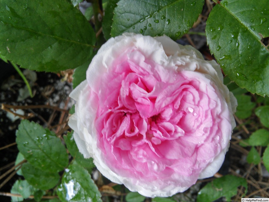 'Clothilde Soupert (polyantha, Soupert & Notting 1888)' rose photo