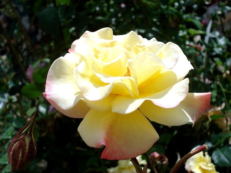 'Moonlight (LCl, Kordes 1995)' rose photo