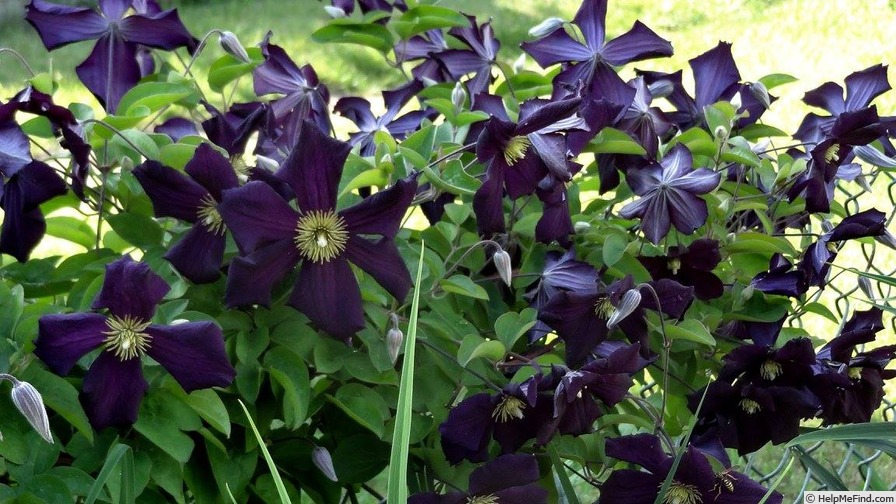 'Romantica' clematis photo