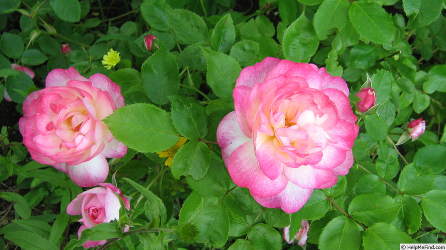 'Morning Blush ™ (Alba, Sievers, 1974)' rose photo