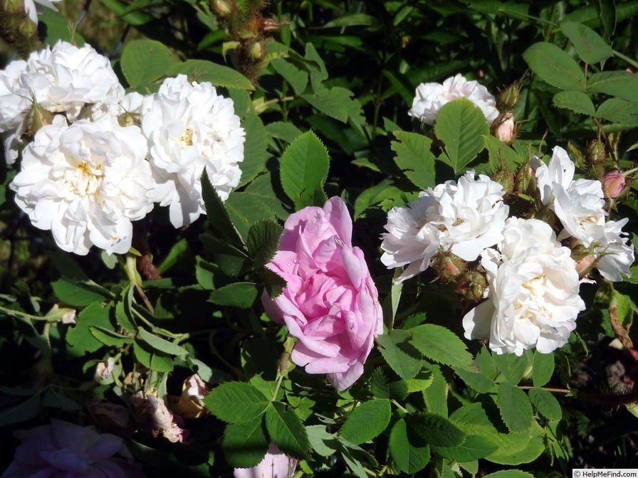 'Quatre Saisons Blanc Mousseux' rose photo