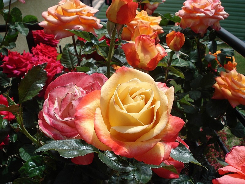 'Vendée Impériale ®' rose photo