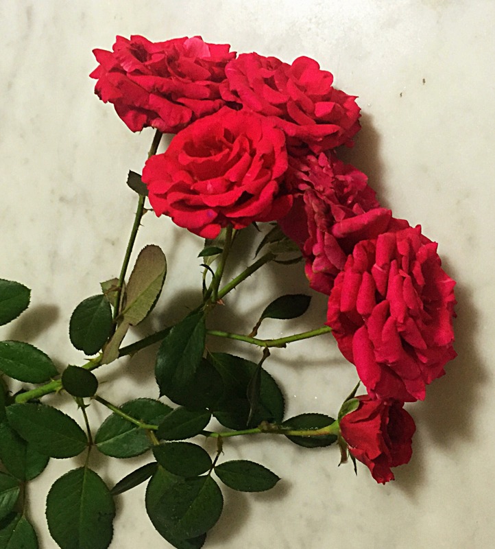 'Best Impression ®' rose photo