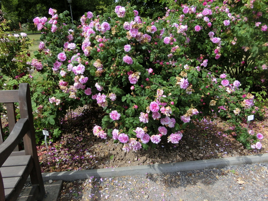 'Gil Blas (gallica, 1843)' rose photo
