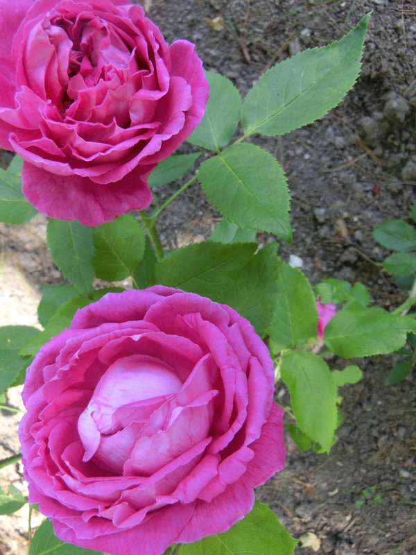 'A. Drawiel' rose photo